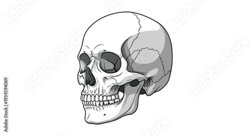 A detailed vector illustration presents a human skull from a three-quarter profile view, highlighting jawbone and cranial sutures.