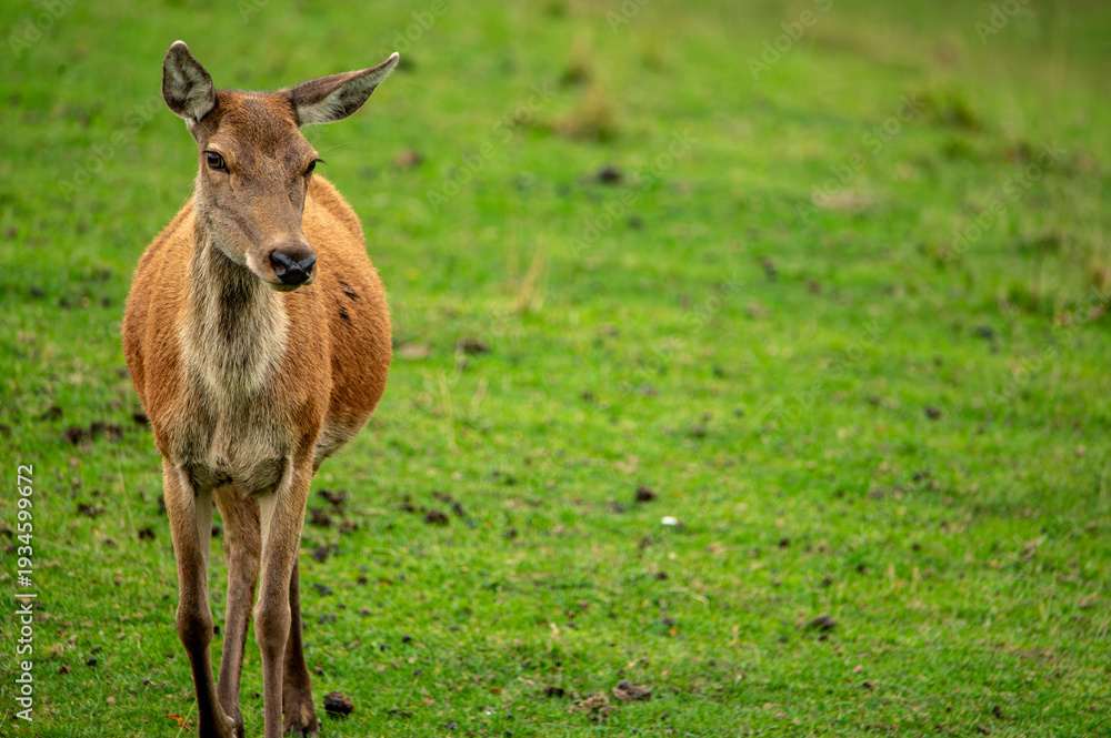 Fototapeta premium a deer relaxing in a green meadow