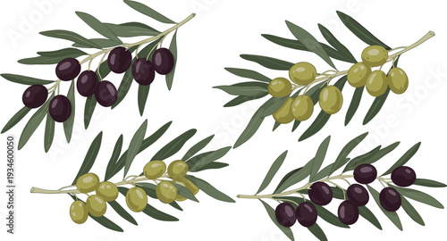 Olive Branches Collection with Green and Black Olives and Leaves Botanical Vector Illustration Set