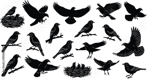 Bird silhouettes flying, perched, nesting, diverse avian vector illustration, wildlife design elements, natural bird behavior artistic profiles