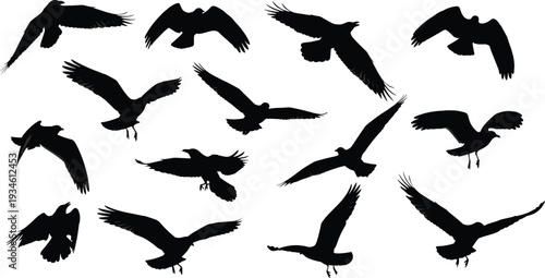 Bird silhouettes, flying positions, wing dynamics, tail feathers, avian posture, wildlife illustration, nature design, outdoor theme, artistic animal figure, flight pattern art