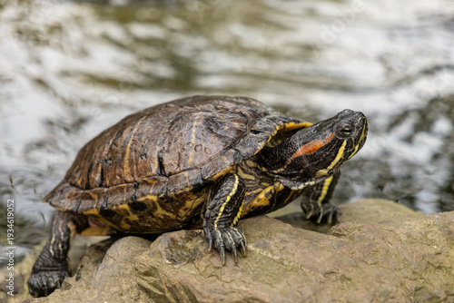 Schilderij op canvas Red-eared slider turtle basking on rock by flowing water