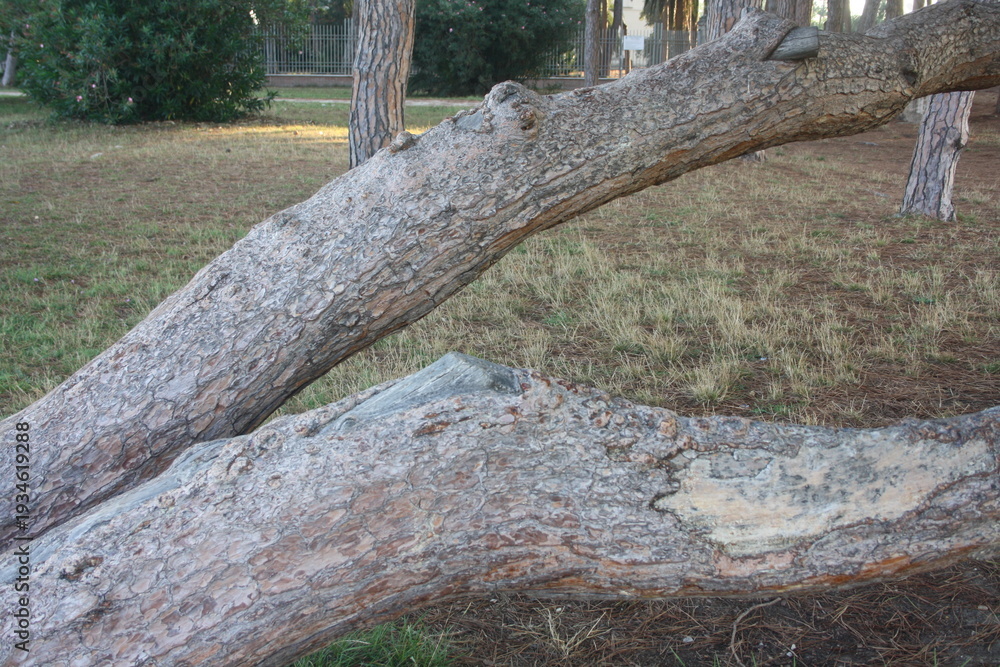 Fototapeta premium old tree trunk