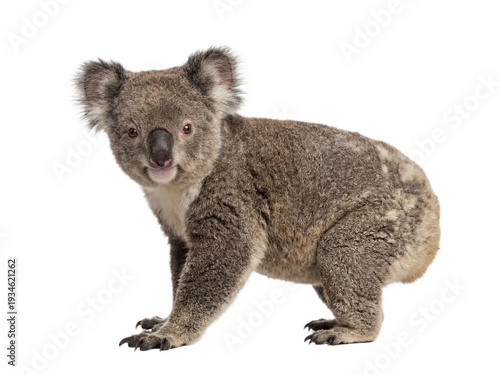 Billede på lærred Koala bear standing, side view, isolated on transparent background (PNG)