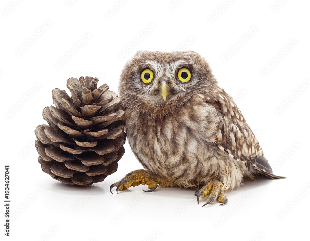 Fototapeta premium Small owl sitting next to a pine cone.