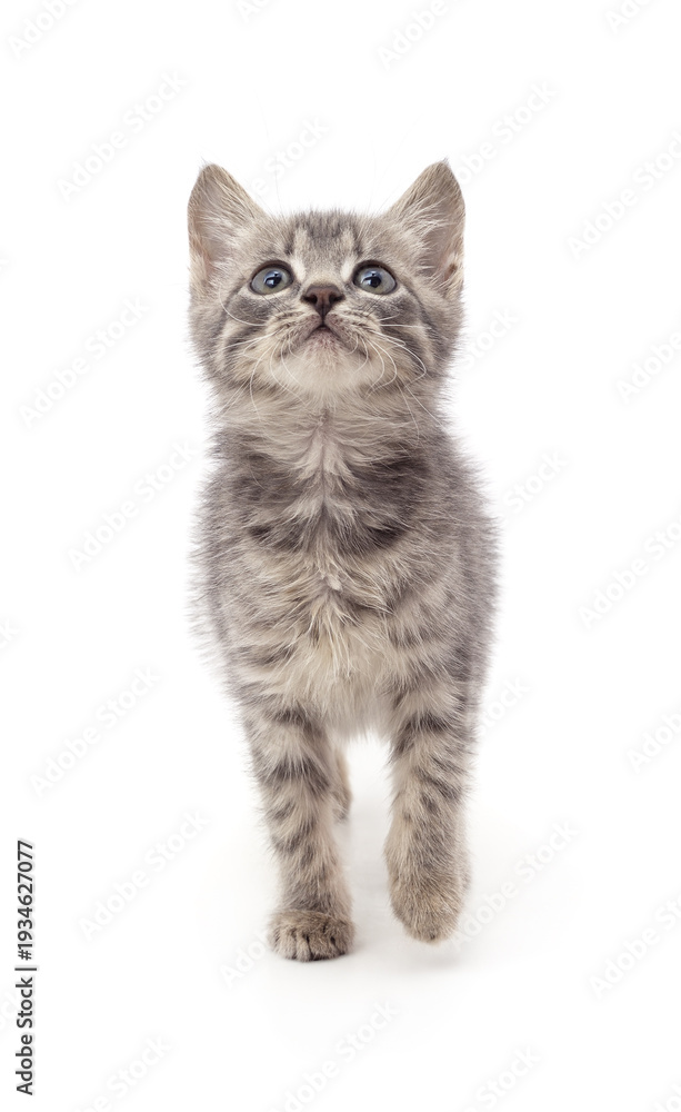 Fototapeta premium Grey tabby kitten looking up.
