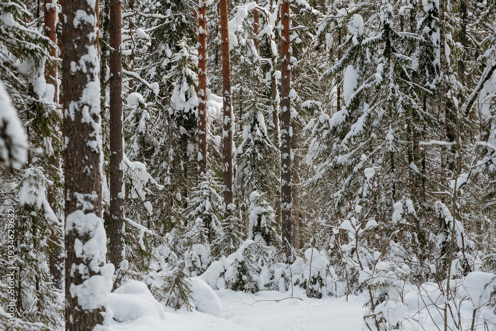 Fototapeta premium Winter snow-covered forest