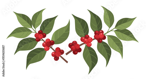 Two symmetrically arranged coffee plant branches adorned with lush green leaves and vibrant red ripe coffee cherries are displayed on a clean white background.