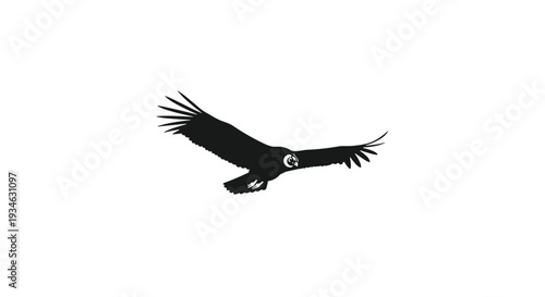 A stark black silhouette of a large bird, resembling a condor, is captured mid-flight with broad wings extended against a pure white background.