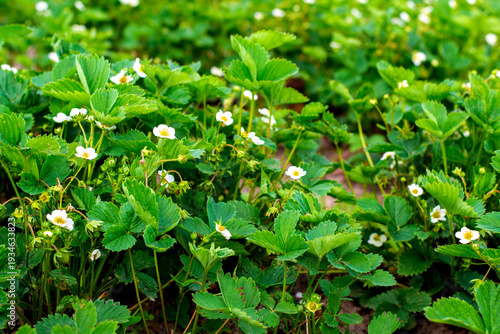 Strawberry plant. Blossoming of strawberry. Wild stawberry bushes. Strawberries in growth at garden.