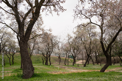 Quinta de los Molinos park almond trees blooming in spring