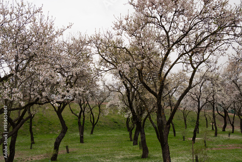 Almond trees blossoming in Quinta de los Molinos park