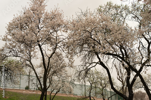 Blooming trees displaying beautiful spring flowers outdoors