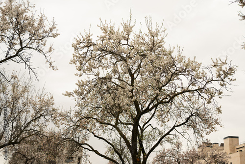 Flowering tree branches against spring sky