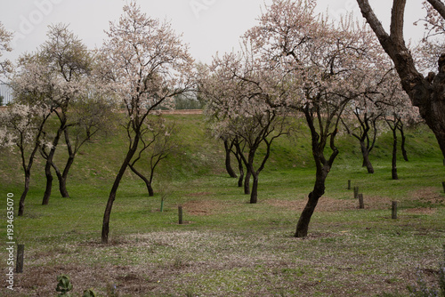 Park trees blooming white flowers in spring
