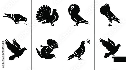 Vector illustrations of various bird poses showing feeding, walking, and flight actions in a minimalistic style