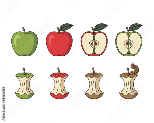 Illustrated stages of apple growth and transformation into apple cores and slices