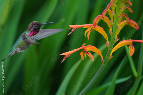 Anna's Hummingbird seeking nector from Lucifer Flowers in a garden.