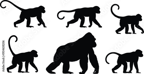 Monkey silhouettes, gorilla silhouette, primate illustration, animal comparison, wildlife vector, jungle creatures, evolutionary differences, tail presence, ape versus monkey, zoology design