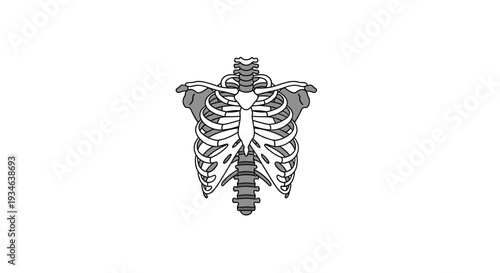 A detailed human rib cage skeleton, rendered in white and grey tones, is prominently displayed against a clean white background.