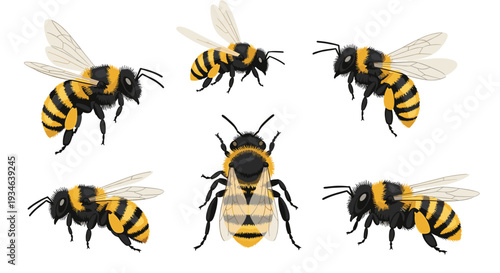 Six realistic illustrations of honey bees are presented from various angles, each featuring black and yellow stripes and translucent wings on a white background.