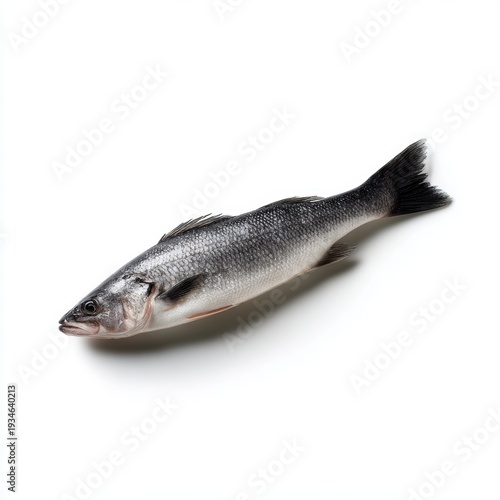 One fresh sea bass fish isolated on white background, raw seafood, studio lighting