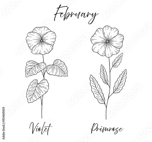 Violet and primrose - February birth flowers vector illustration set in black and white line art style. Botanical drawing with elegant floral sketch, hand drawn monochrome flower tattoo design.