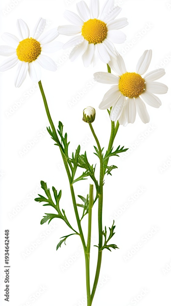 Fototapeta premium Beautiful chamomile flower buds isolated on white.