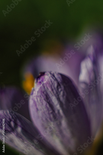 Purple crocus flower in macro photo with flower details and soft bokeh