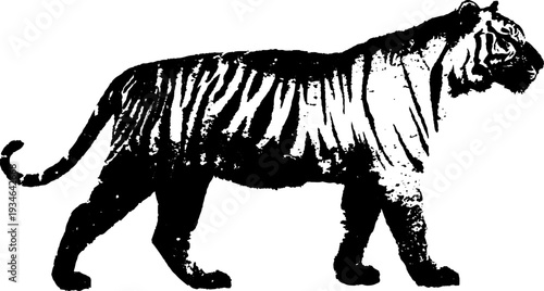 Majestic tiger in high contrast black and white ink illustration for minimalist design
