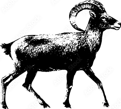 Aries zodiac sign vintage black and white engraving illustration for astrology design