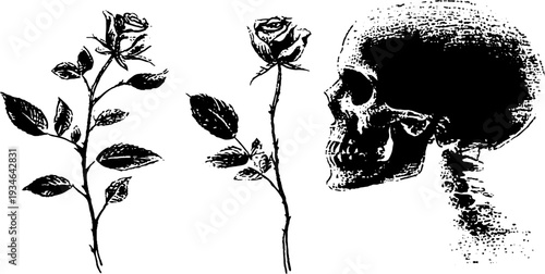 High contrast black and white ink illustration of skull and rose for artistic design