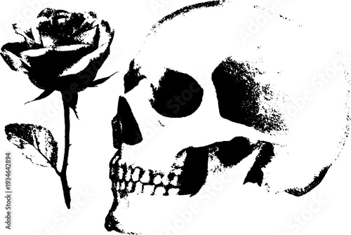 High contrast black and white ink skull with rose illustration for art and design