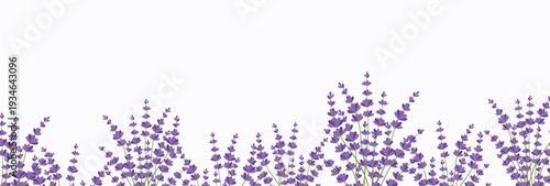 Lush Lavender Bottom Border, Wild Purple Flower Row for Botanical Stationery and Natural Cosmetics Packaging