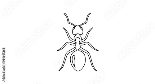 Line drawing of an ant viewed from above with outstretched antennae on a white background.
