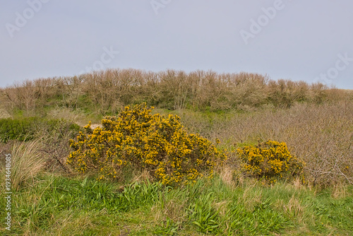 Dune landscape with yellow flowering gorse bushes along the north sea coast in Ostend, Flanders, Belgium 