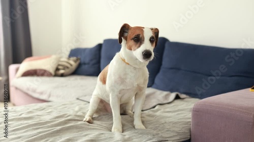 Wallpaper Mural Cute Jack Russell Terrier sitting on a sofa in a cozy living room at home. Small domestic dog relaxing indoors. Adorable relax pet lifestyle scene, comfortable home interior, companion animal concept. Torontodigital.ca