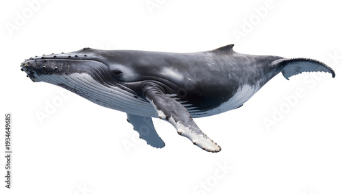 Fotografie Majestic humpback whale swimming gracefully, its dark grey body and white belly