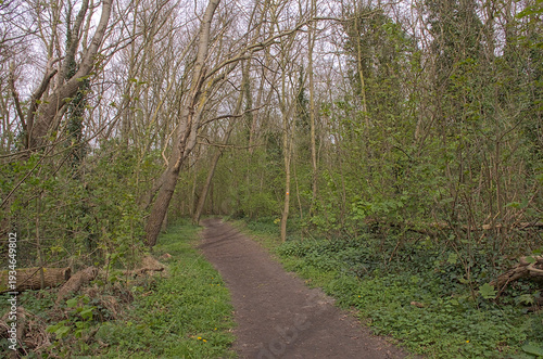 Hiking trail through a dune forest on a spring day in the flemish countryside. 