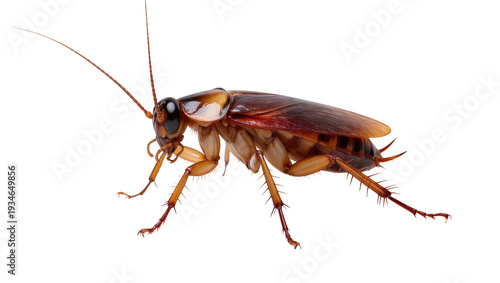 Cuadro en lienzo Detailed close-up of a brown American cockroach, a common household pest, isolat