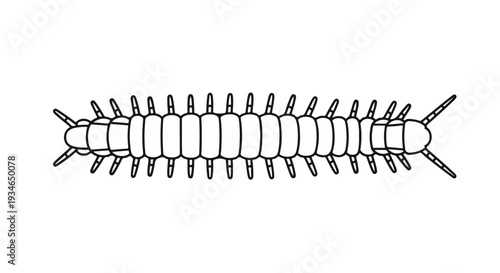 Line drawing of a centipede with many legs on a white background