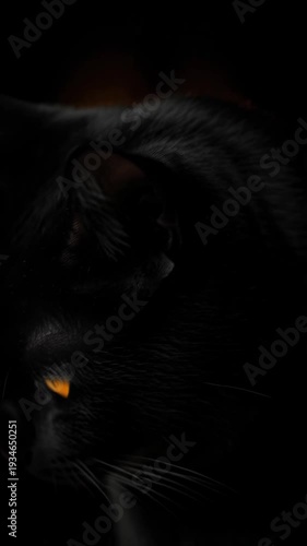 Close-up of a black cat's face with piercing yellow eyes in shadow
