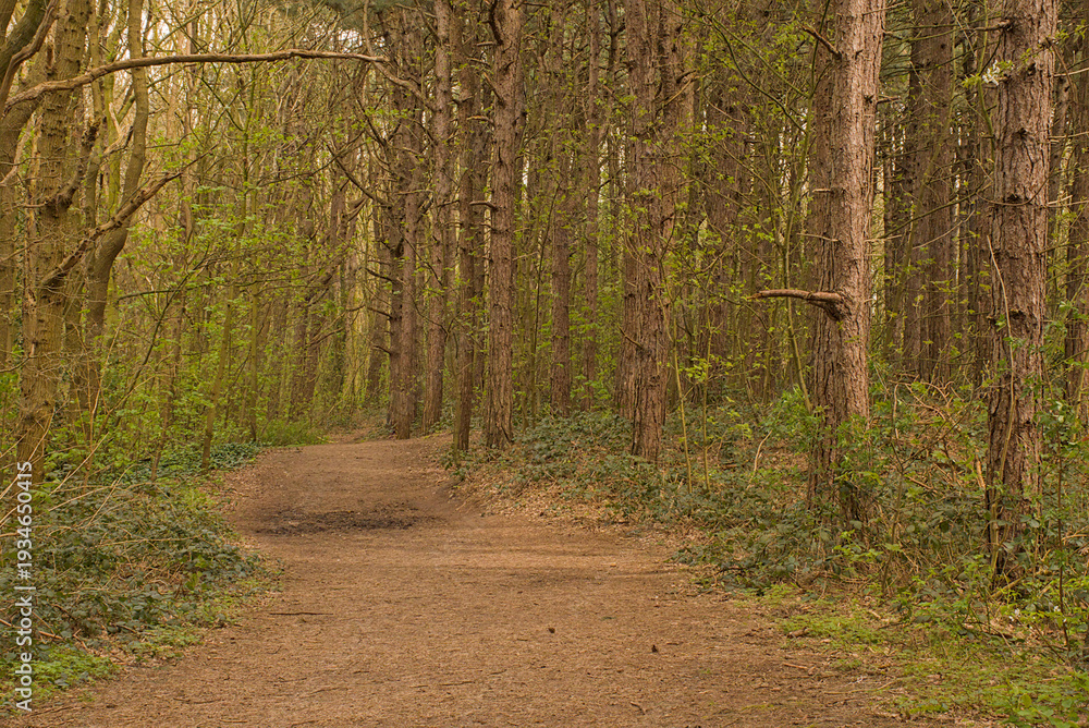 Fototapeta premium iking trail through a spring forest in Knokke, Flanders, Belgium
