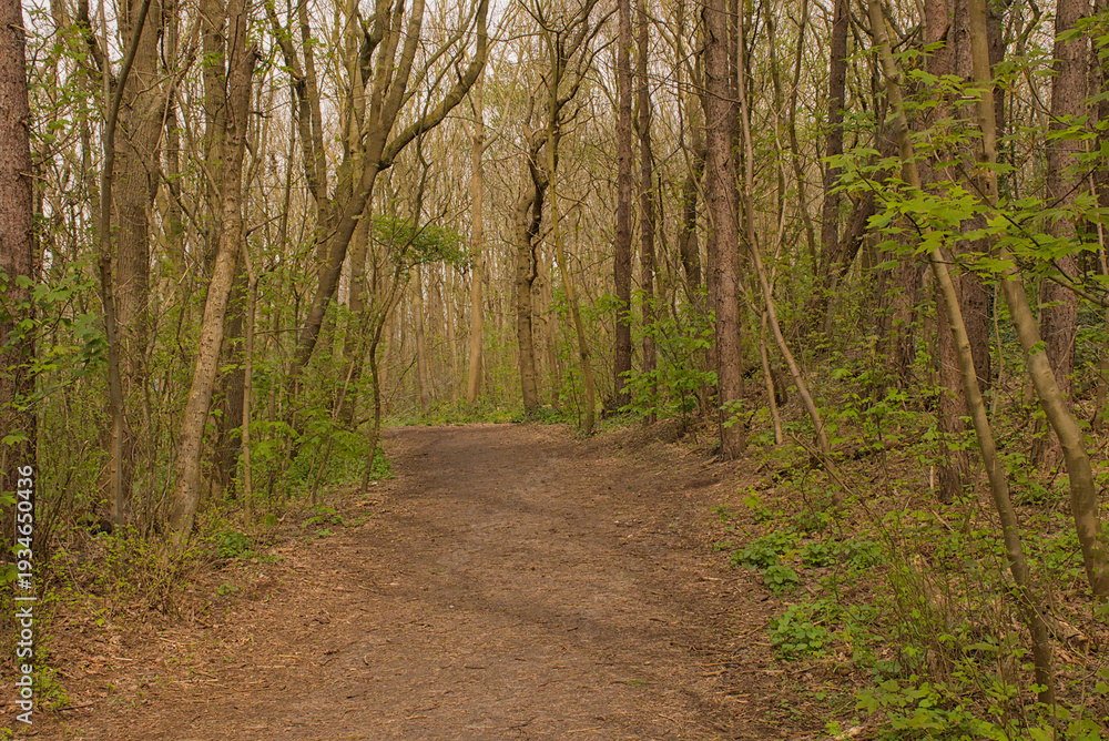 Obraz premium hiking trail through a spring forest in Knokke, Flanders, Belgium 