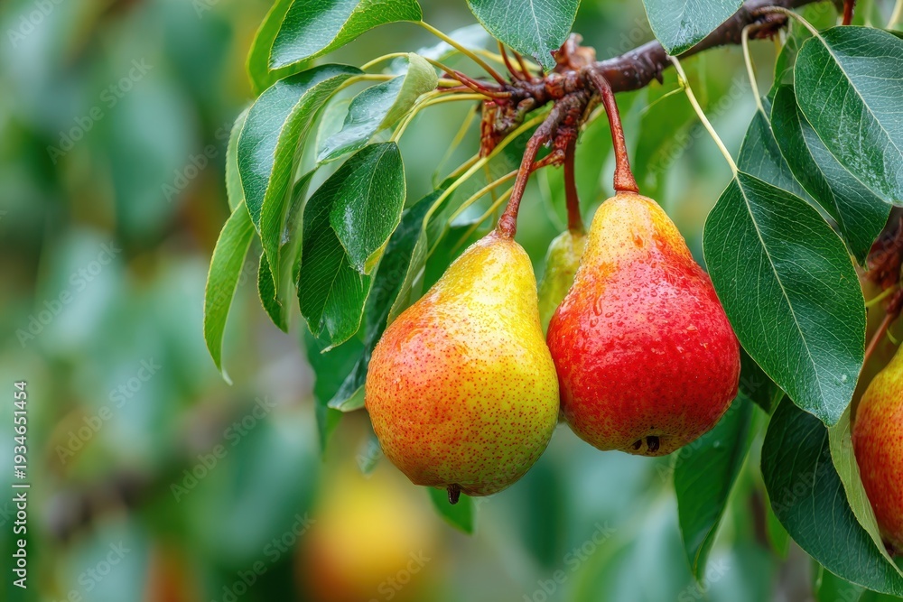 Obraz premium Ripe Pear fruits hanging on a tree. Vivid Yellow Red Pears cluster growing on a branch. Green natural leaves blurred background. Organic eco bio farming. Fruit garden orchard. Plantation. Harvesting.