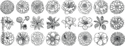Collection of hand-drawn floral illustrations in black and white sketch style flowers drawing