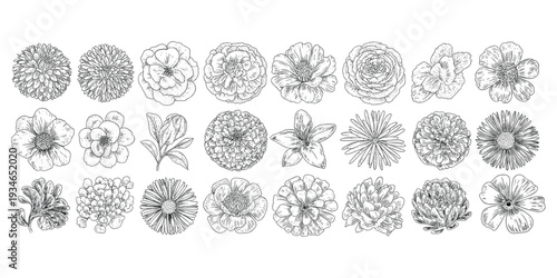 Collection of Hand Drawn Black and White Flower Illustrations on White Background flowers floral