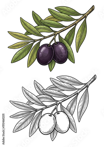 Comparative illustration of colorful olive branch versus grayscale olive branch on white canvas, viewed from angled perspective