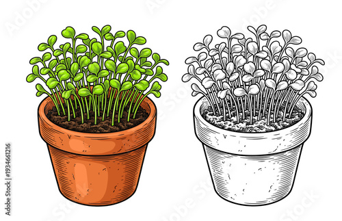 Side-by-side comparison of a vibrant green plant in a terracotta pot and its monochrome twin in a speckled white pot, captured from a frontal view