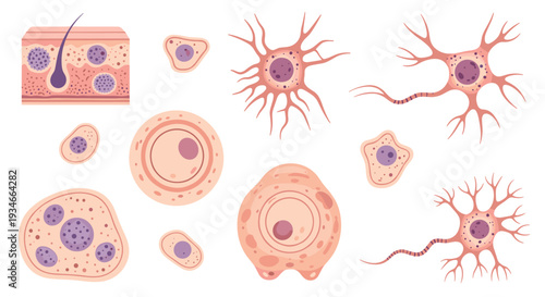 An illustrative collection of various human cells and skin layers, including detailed neurons and amoeba-like structures, is presented on a clean, light background.